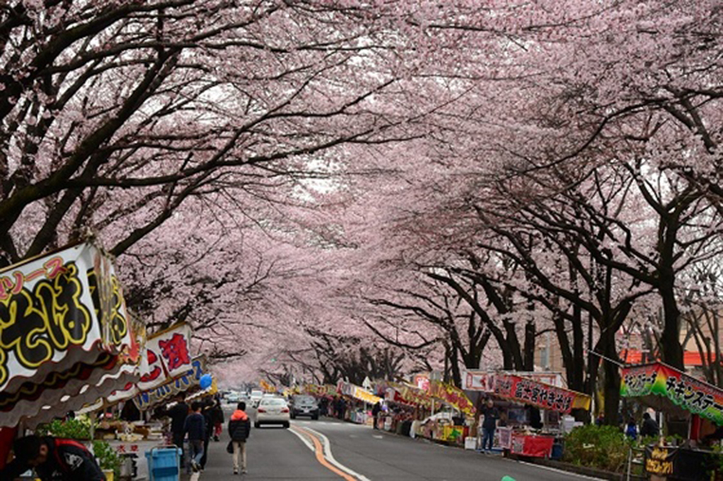 Sagamihara Cherry Blossom Festival